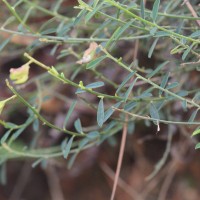 Crotalaria albida B.Heyne ex Roth